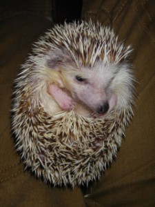 wee hedgehog